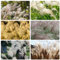 300 Pcs Miscanthus Samen - Geschenke Für Gärtner, Gartendeko Für Draußen Ziergras Samen, Bonsai Samen, Pflanzen Für Schatten Draußen Immergrüne Winterharte Sträucher, Hängepflanze