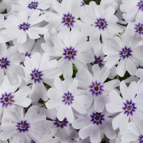 Hardy Perennial, Phlox Pharoah Blue Eye 10x Plug Plants by Thompson and Morgan. (10)