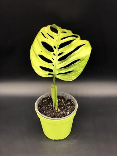 Pianta di MONSTERA ESQUELETO - in vaso Ø 14 cm – h. 30/35 cm