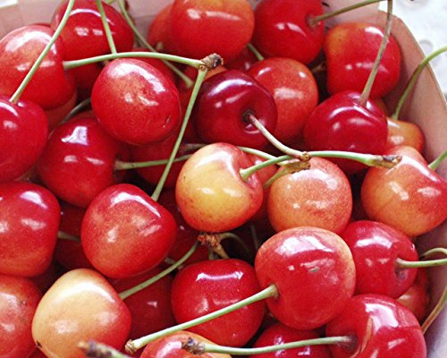 Süßkirsche Querfurter Königskirsche, schwachwachsend Busch im 7,5 l Topf, 60 cm Stammhöhe