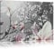Pixxprint schöne Magnolie Blüten B&W, Größe: 120x80cm, Leinwandbild, fertig gespannt, Wandbild, Dekoration, Kunstdruck, kein Poster