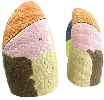 Anatomisches Modell Der Menschlichen Lunge, Buntes Lungensegment-Strukturmodell Für Medizinische Anatomische Und Studienanzeige