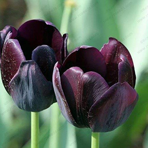 5 : Mixed Rose Seeds,50 Pcs Rare Rose Flowers,Mix Colours Natural Growth Pot seeds For Garden Suppies Representative Love 5:Seeds