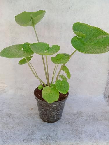 Pianta Wasabia Japonica - Eutrema Japonicum - Wasabi - vaso 14cm