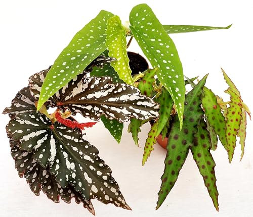 POWERS TO FLOWERS - BEGONIA TRIS: MACULATA BLACK FOREST, AMPHIOXUS BUTTERFLY E TAMAYA, IDEALI PER TERRARIUM, vaso 5,5cm diametro, mini piante, piante vere