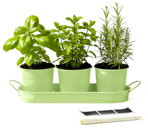 DIVCHI Metal Herb Planter Pots Set of 3 with Tray & Chalk Labels – Indoor Herb Garden Kit for Kitchen Windowsill – Decorative Herb Pots for Basil, Mint, Rosemary – Indoor & Outdoor Use – Green