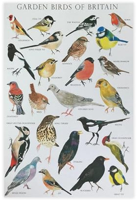 Leinwandposter, Motiv: Britische Gartenvögel in Kunst, Schlafzimmer, Dekoration, Landschaft, Büro, Raumdekoration, Geschenk, 30 x 45 cm