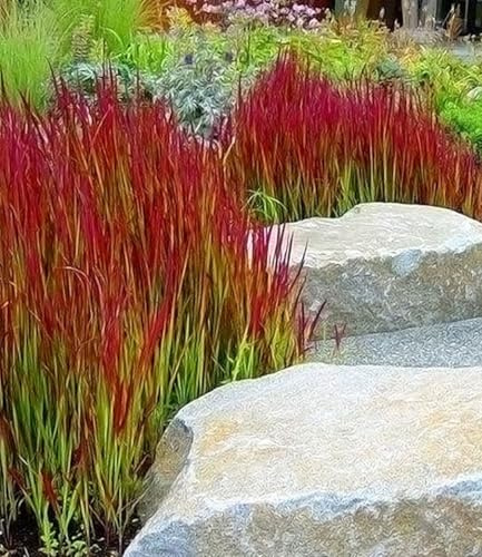 BALDUR Garten 6x Ziergras 'Red Baron', Pflanzen im 9x9 cm-Topf | Japanisches Blutgras, Flammengras, Imperata cylindrica, Garten-Ziergräser, winterharte Staude, Pennisetum orientale