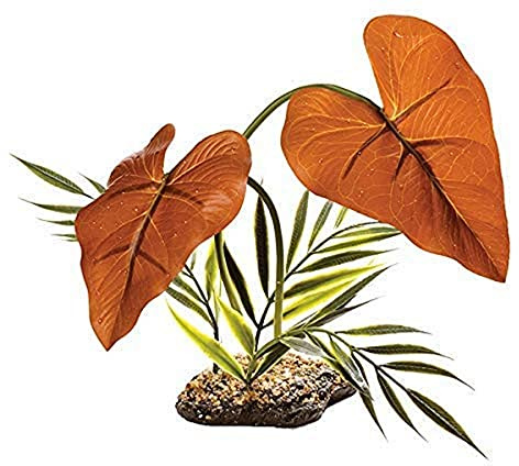 Komodo Rainforest Canopy,Brown