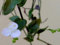 Portal Cool Tradescantia -Tahitian Brautschl (Gibasis ) 4 X Stecklinge Bewurlte