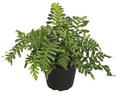 Tüpfelfarn - Polypodium vulgare, im Topf 12 cm - 12 cm