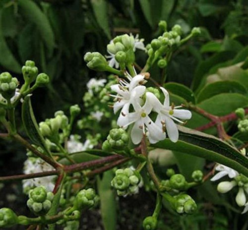 Sieben Söhne des Himmels Strauch 40-60cm - Heptacodium miconioides - lebende Gartenpflanze aus den Baumschulen