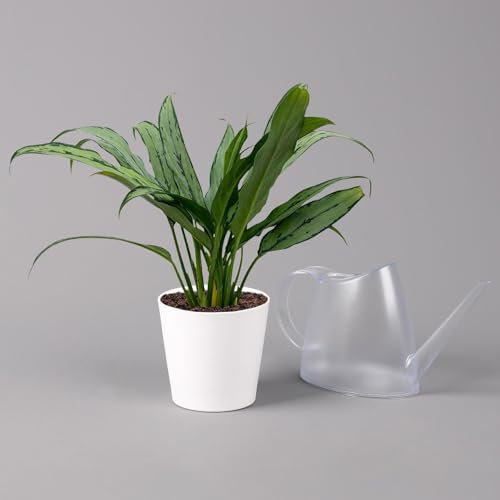 Aglaonema 'Cutlass', mit Übertopf Dallas weiß, Topf-Ø 12 cm
