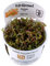 Tropica In Vitro 1-2-grow! Live Aquarium Plants (Rotala 'Vietnam H'ra')