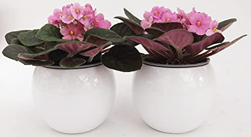 POWERS TO FLOWERS - SAINTPAULIA ROSA, 2 PIANTE VASO CERAMICA SFERICO BIANCO, VIOLETTA AFRICANA, pianta vera