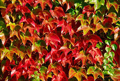 100 Semi Boston Ivy Vite Vite Americana Parthenocissus tricuspidata arrampicata