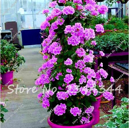 120pcs calientes azul Escalada Semillas Colección geranio Pelargonium perenne de flores Bonsai Planta de tiesto Orquideas Raras fácil crecer 9