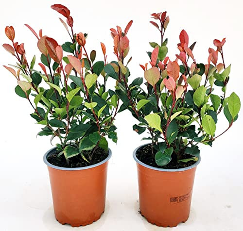 POWERS TO FLOWERS - PHOTINIA LITTLE RED ROBIN VASO 13 CM, 2 PIANTE, piante vere