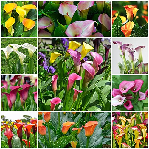 Bulbos De Cala Resistentes Flores BalcóN Plantas ExóTicas Lirio De Cala Plantas De BalcóN Bulbo De Cala Bulbo De Flores De BalcóN Plantas Resistentes Mezcla De Flores 10 Bulbos De Flores Cala
