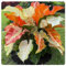 Funkien zwiebeln,Winterharte mehrjährig,hostas funkien,dekorative blumen,Gartendekoration,hervorragende Verzierung,Hosta pflanze winterhart.-4zwiebeln-G