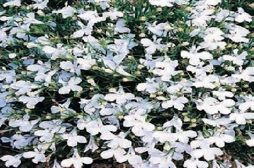 Just Seed - Flower - Lobelia Bedding - White Lady - 5000 Seed - Annual