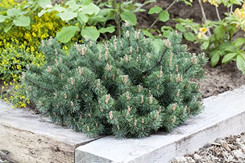Bergkiefer 'Humpy' 25-30 cm Ballen Pinus mugo winterhart immergrün