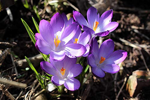 100 Botanische Krokusse Ruby Giant Blumenzwiebeln Crocus tommassianus
