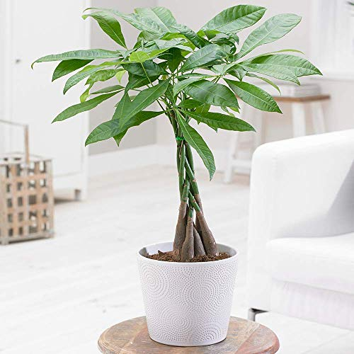 Glückskastanie Pachira Aquatica - Dekorative Zimmerpflanze mit Geflochtenem Stiel 12cm