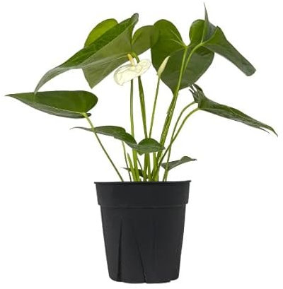 Anturio Blanco Planta de Interior Flores Blancas