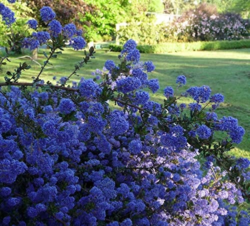 Ceanothus Blue Sapphire Californian Lilac Hardy Shrub Evergreen Low Maintenance Bees Blue Flowers Easy to Grow 3X 9cm Pot Supplied by Thompson and Morgan (3)
