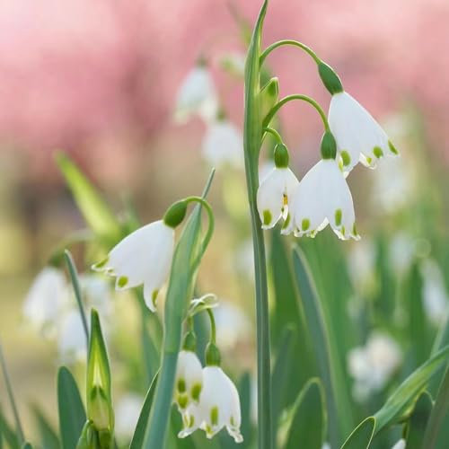8 pcs märzenbecher zwiebeln kaufen - Leucojum vernum - seltene pflanzen, blumen balkon märzenbecher pflanze Knollen blumenzwiebeln frühblüher garden frühlingsblumen, bodendecker winterhart