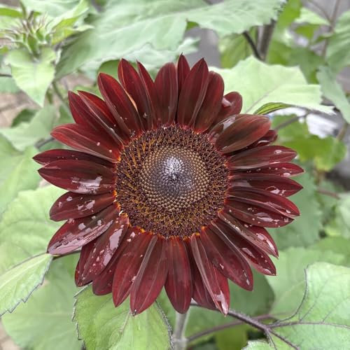 200 piezas semillas de girasol perennes, girasol resistente Las plantas de jardín son plantas perennes resistentes, plantas perennes resistentes a pleno sol. semillas de girasol plantas