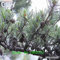 100PC mini boxwood Bonsai Pinienkernen, Insektenschutz, absorbieren eine gute Wahl fr Familien in Tpfen gewachsenen Baum Formaldehyd samen nur