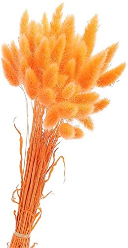 Yeehliny Pflanzenstiele, ländlicher Stil, Hasenschwanz Trockenblumen Deko ewig haltbar Pampasgras & getrocknete Blumen Pampasgras Trockenblumenstrauß Vase Deko,50 Stück (Orange)