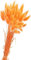 Yeehliny Pflanzenstiele, ländlicher Stil, Hasenschwanz Trockenblumen Deko ewig haltbar Pampasgras & getrocknete Blumen Pampasgras Trockenblumenstrauß Vase Deko,50 Stück (Orange)