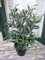 Künstliche Olive im Topf ca. 45cm Top Qualität Kunstpflanze