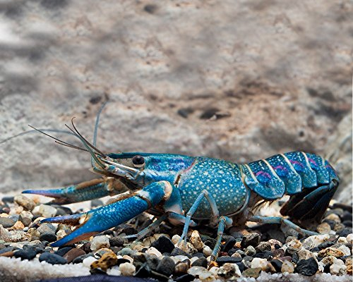 Garnelio - 1 Paar Rotscherenkrebs - Cherax quadricarinatus