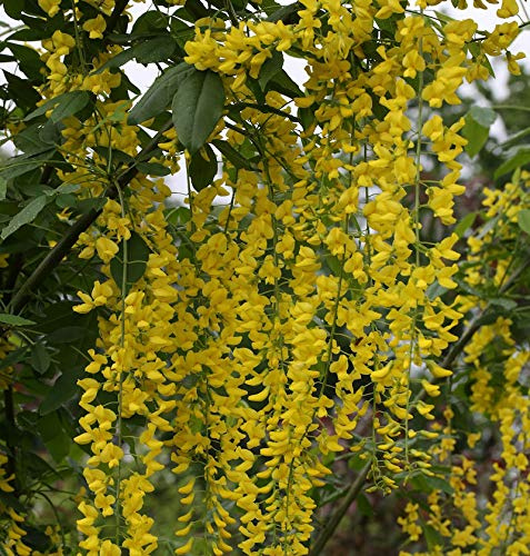 Edel Goldregen 125-150cm - Laburnum watereri Vossii - lebende Gartenpflanze aus den Baumschulen