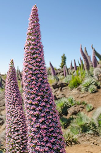 Natternkopf Juwelenturm 10 Samen, Echium - Gigant unter den Natternköpfen (Echium Pink)