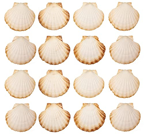 Finoly Große Natürliche Muschelschalen Jakobsmuscheln Muscheln 10x11 cm Paket 4/8/12/16 Stück | Jakobsmuschel Schalen für die Küche Dekoration Handwerk DIY (16, Rund)