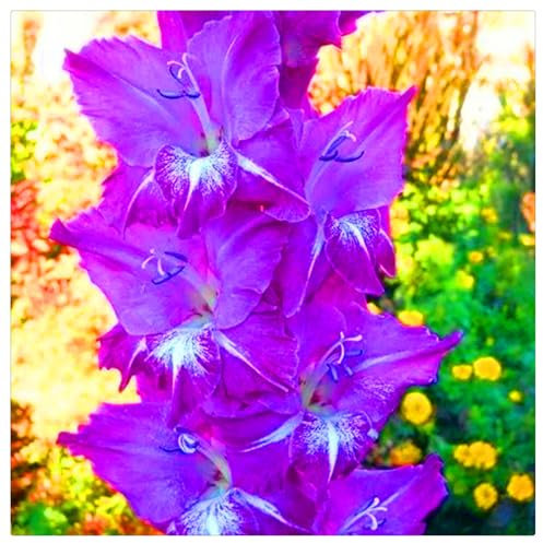 Flowering Rhizome,Easy to Plant, Wedding Flowers,Natural Organic,Excellent Display, Gladiolus Bulbs-15 Bulbs-I