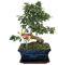 Exotenherz - Bonsai Fukientee - Carmona microphylla - ca. 8 Jahre