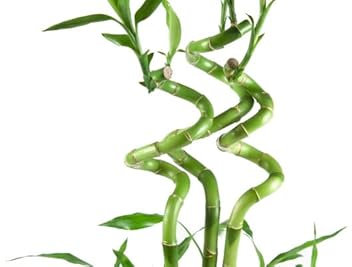 Planta de Interior Lucky Bamboo o Bambú de la Suerte