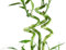Planta de Interior Lucky Bamboo o Bambú de la Suerte