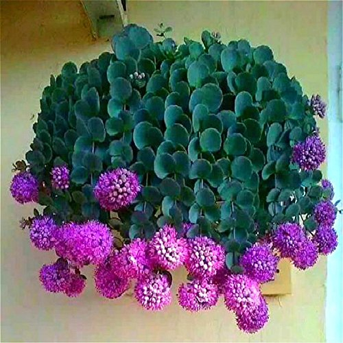 New Item 50 Pcs Hanging Spring Onion Seeds Rare Purple Small Allium Flower Seed Indoor Balcony Perennial Foliage Flowers Pot