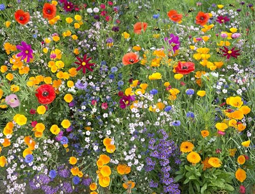 UK Wildflower Seeds Mix - 21 Scented Varieties for Bees & Butterflies, Pure Flower Seeds No Grass (Garden & Meadow Mix) Bulk Order 3kg