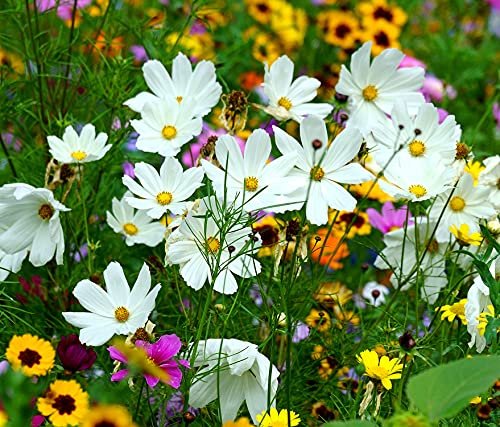 Schmuckkörbchen Weiß - Cosmos bipinnatus - Cosmee - Kosmee - Blume - 100 Samen