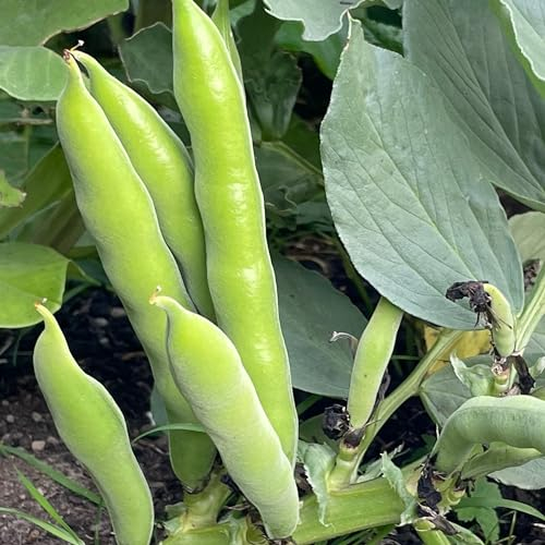 Broad Bean Seeds Aquadulce Claudia - 45 Seeds for Autumn or Spring Planting Very Hardy OverWinter Vegetable Plant and Grow Your Own Vegetables - Packed in The UK by Meldon Seeds