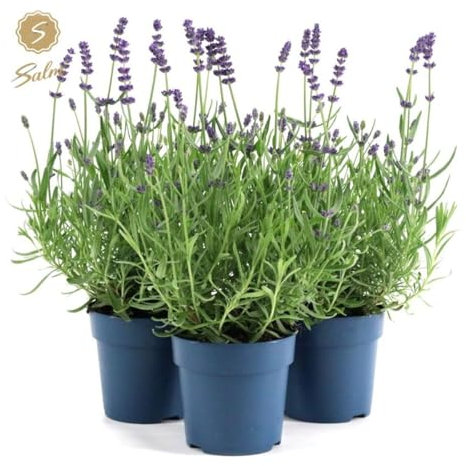 LK-Gartenwelt Lavendel Pflanzen Set, Lavandula Angustifolia Ardèche, 3 Stück, Winterhart, Violette Blüten, 10-20 cm Höhe