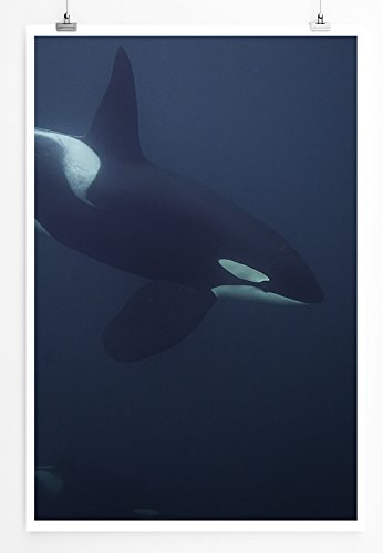 Sinus Art Kunst und Deko Poster - Tierfotografie – Orca im Meer- Fotodruck in gestochen scharfer Qualität